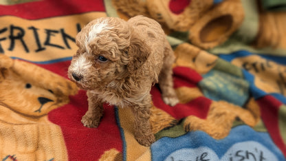 MINI POODLE (09/27) FEMALE