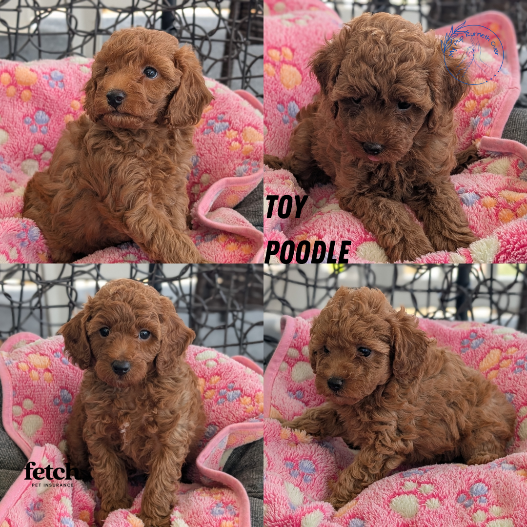 TOY POODLE (JUN 22) FEMALES