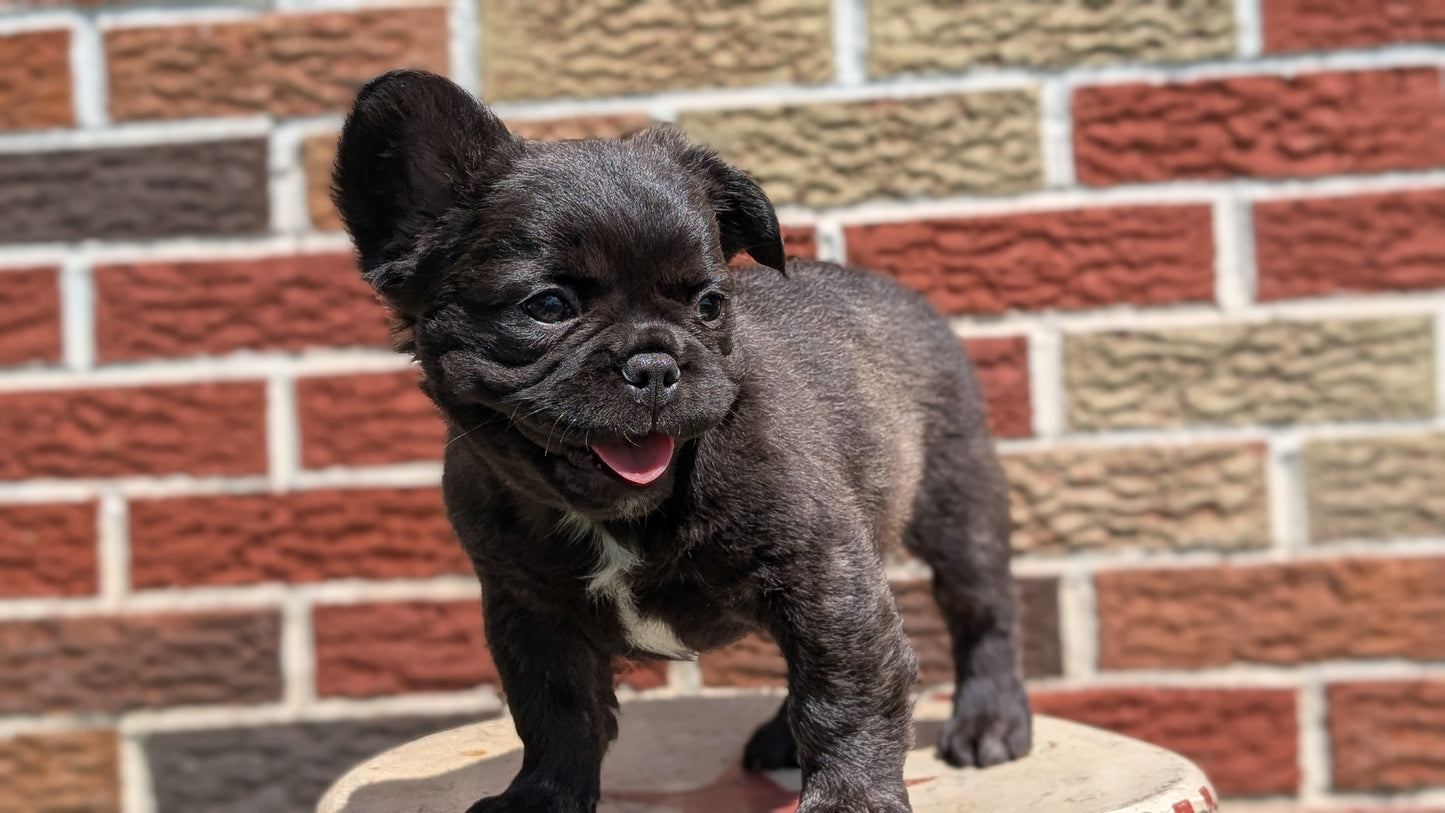 FRENCH BULLDOG (MAR 09) FEMALES