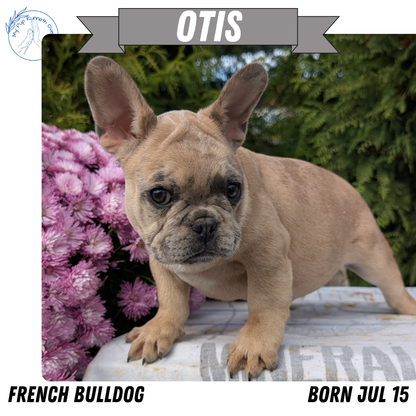 FRENCH BULLDOG (07/15) MALE