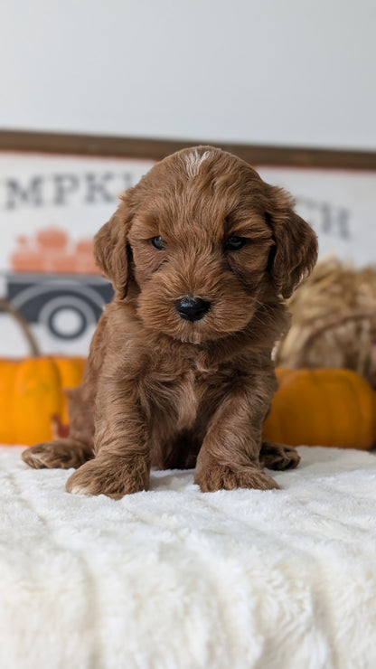 MINI GOLDENDOODLE (AUG 13) 6 MALES/3 FEMALES