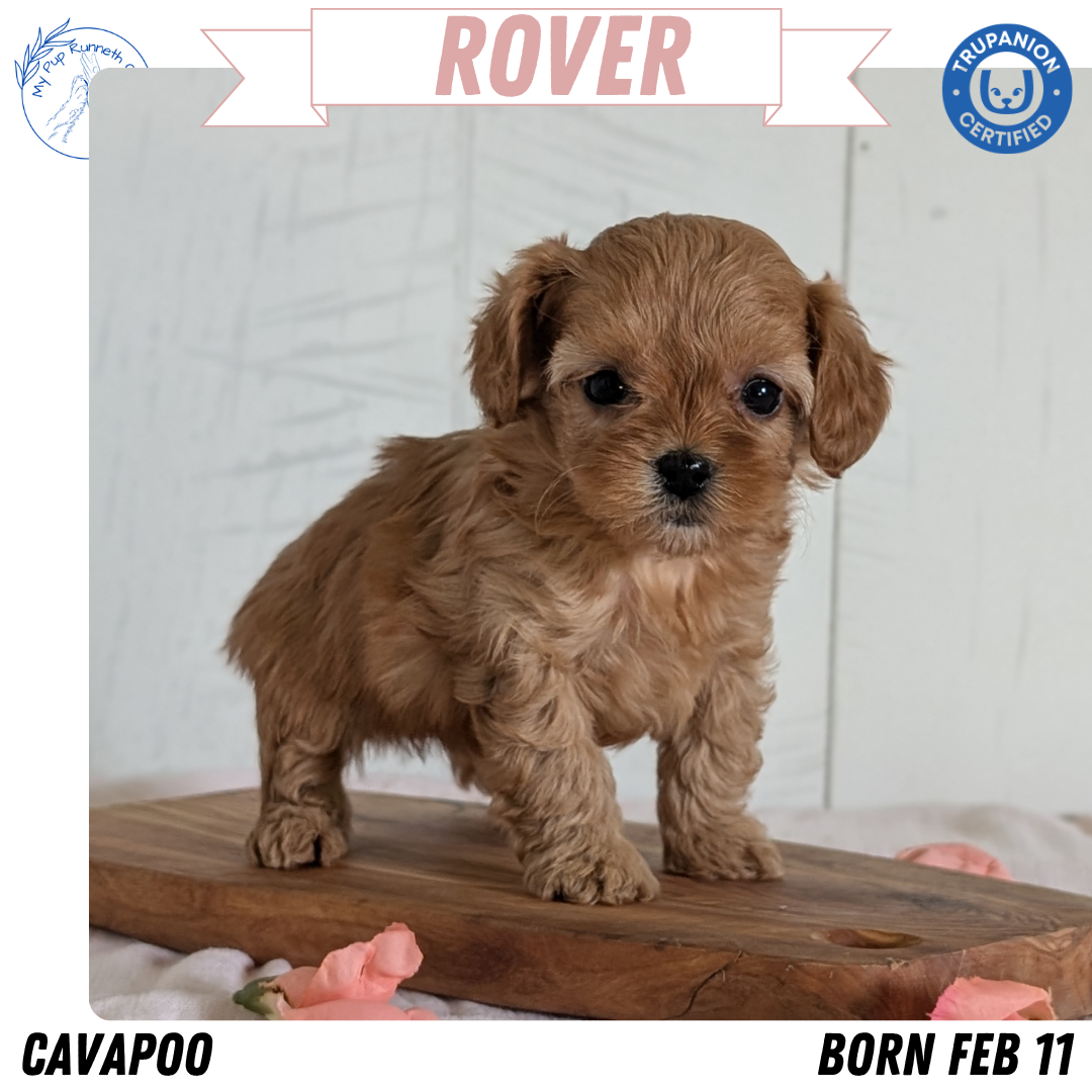 CAVAPOO (FEB 11) MALES