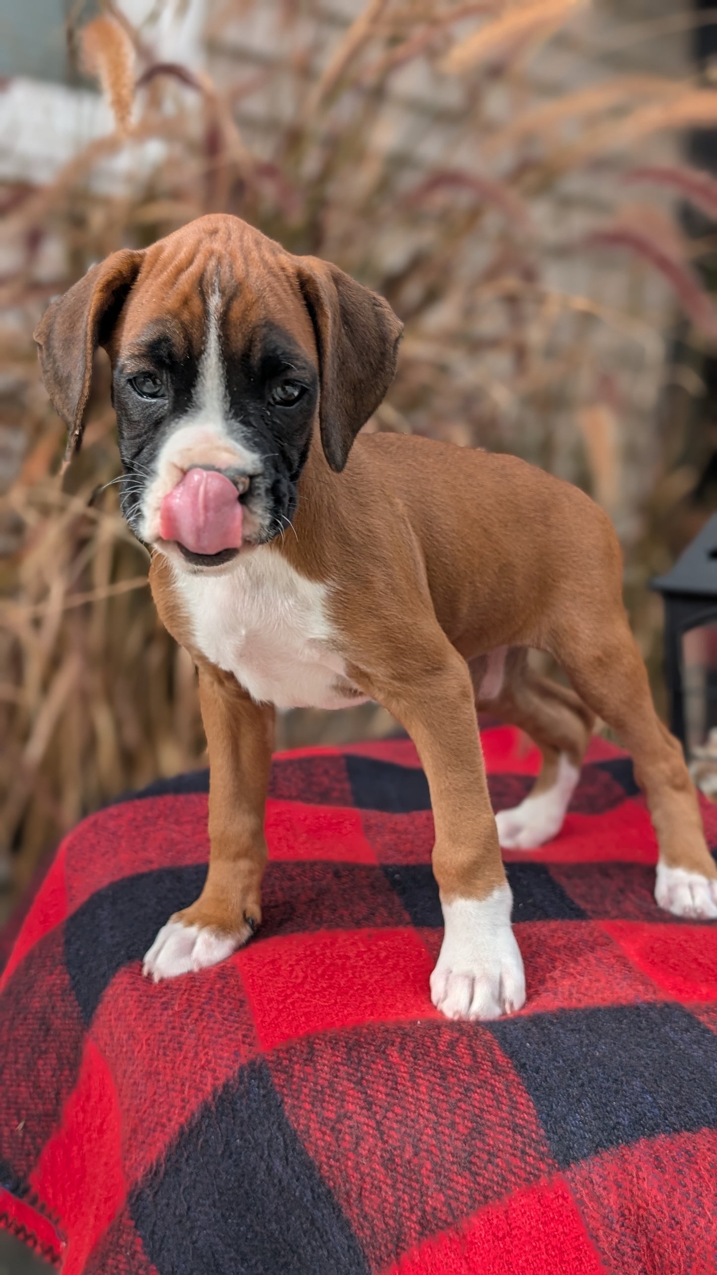 BOXER (08/20) FEMALE