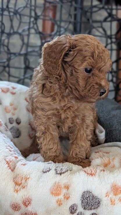 TOY POODLE (SEP 10) 4 MALES/2 FEMALES