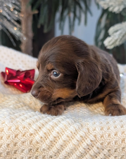 MINI DACHSHUND (NOV 16) MALES