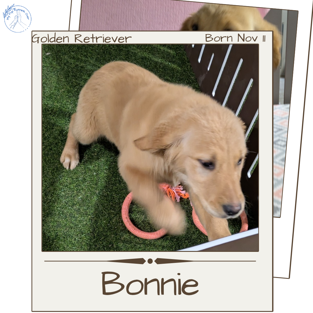 GOLDEN RETRIEVER (11/11) FEMALE