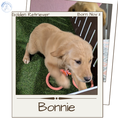 GOLDEN RETRIEVER (11/11) FEMALE
