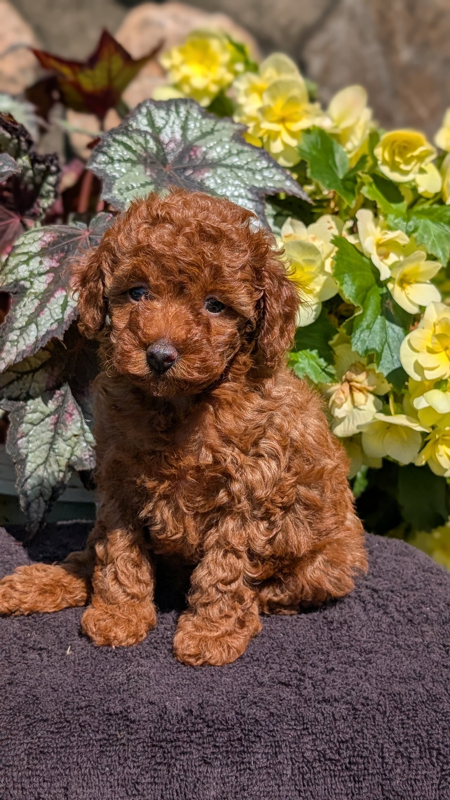 TOY POODLE (JUL 12) 1 FEMALE
