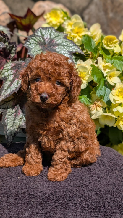 TOY POODLE (JUL 12) 1 FEMALE