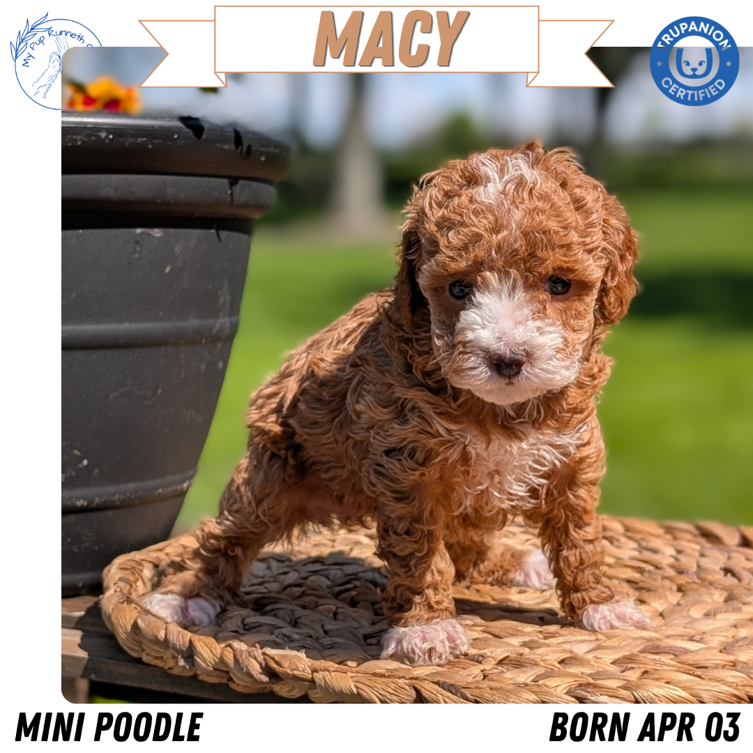 MINI POODLE (APR 03) FEMALES