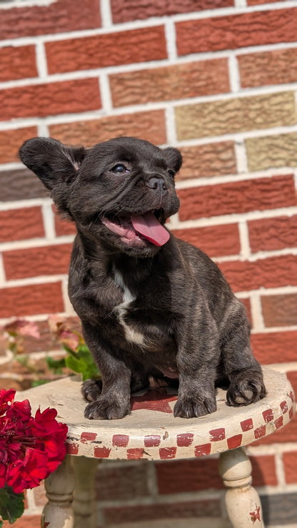 FRENCH BULLDOG (MAR 09) FEMALES