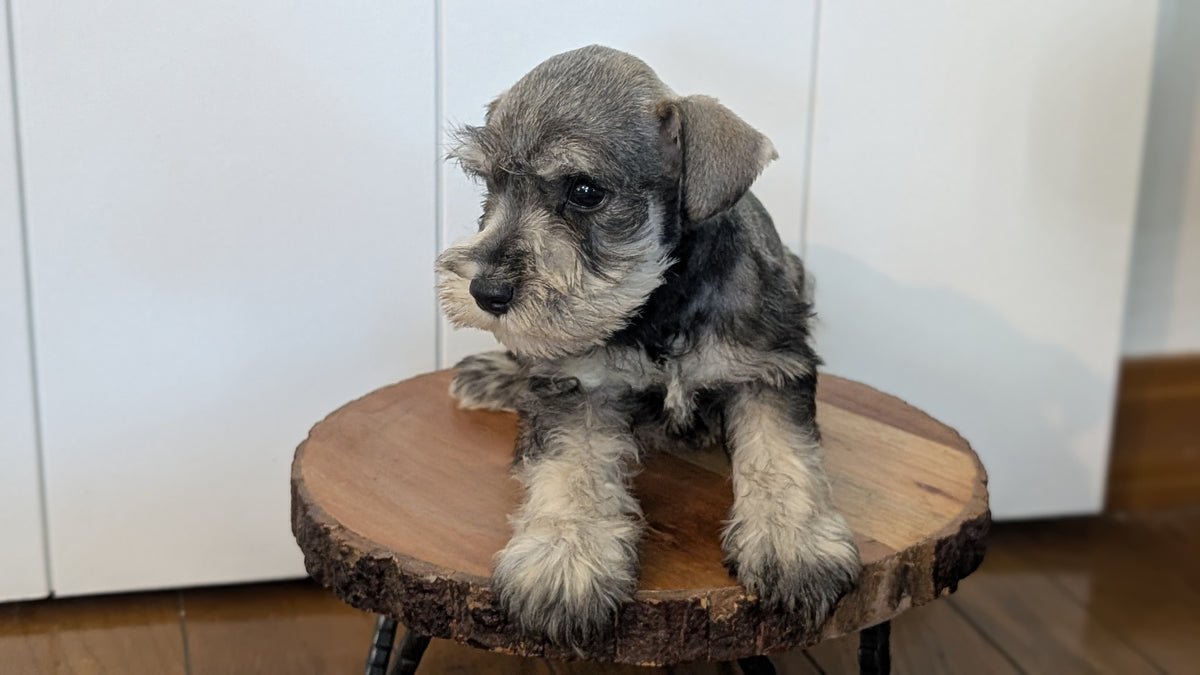MINI SCHNAUZER (AUG 24) 8 FEMALES