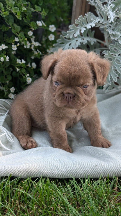 FRENCH BULLDOG (MAY 26) MALE