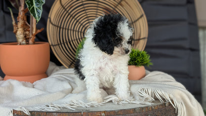COCKAPOO (MAY 22) FEMALES