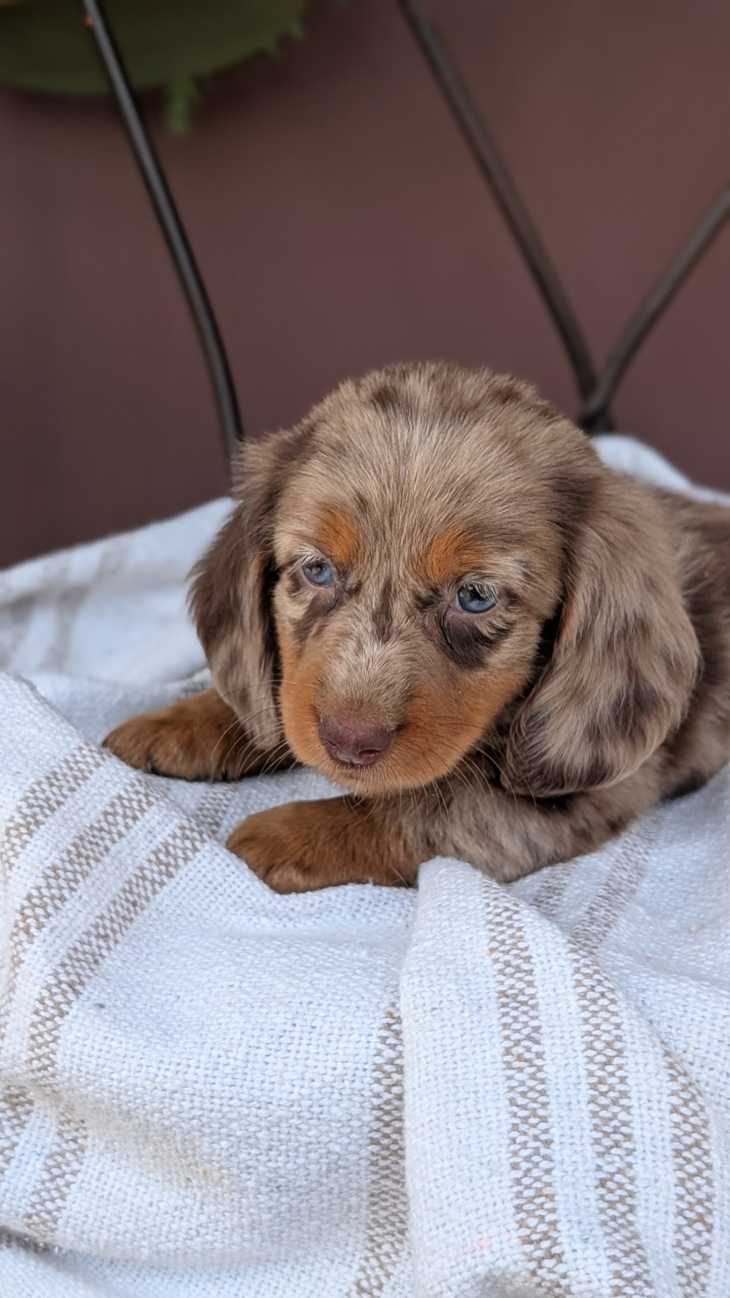 MINI DACHSHUND (MAY 26) FEMALE
