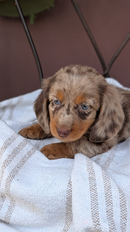 MINI DACHSHUND (MAY 26) FEMALE