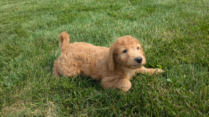 IRISH DOODLE (07/06) FEMALE