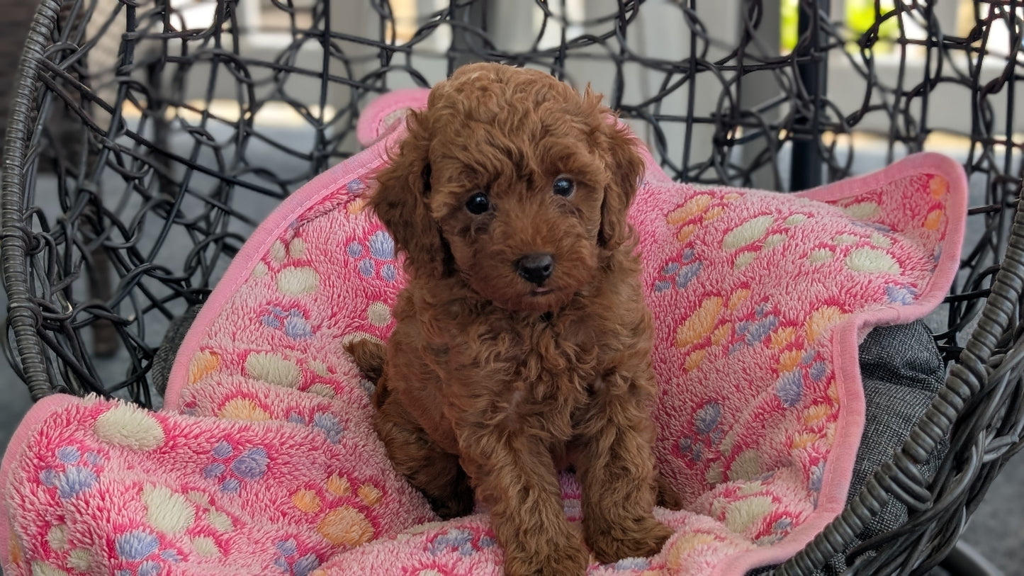 TOY POODLE (JUN 22) FEMALES