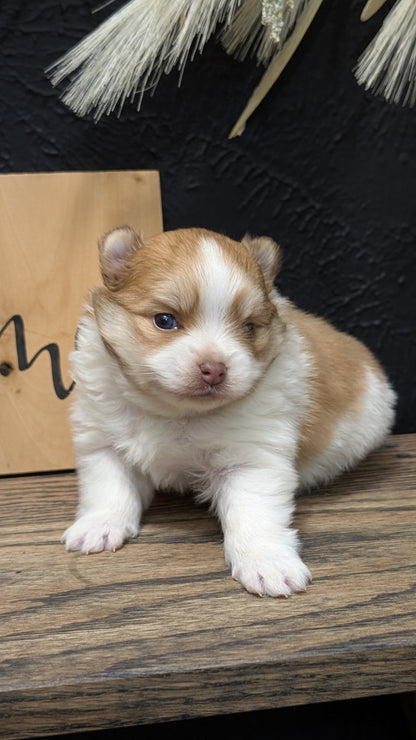 POMERANIAN (NOV 23) MALE