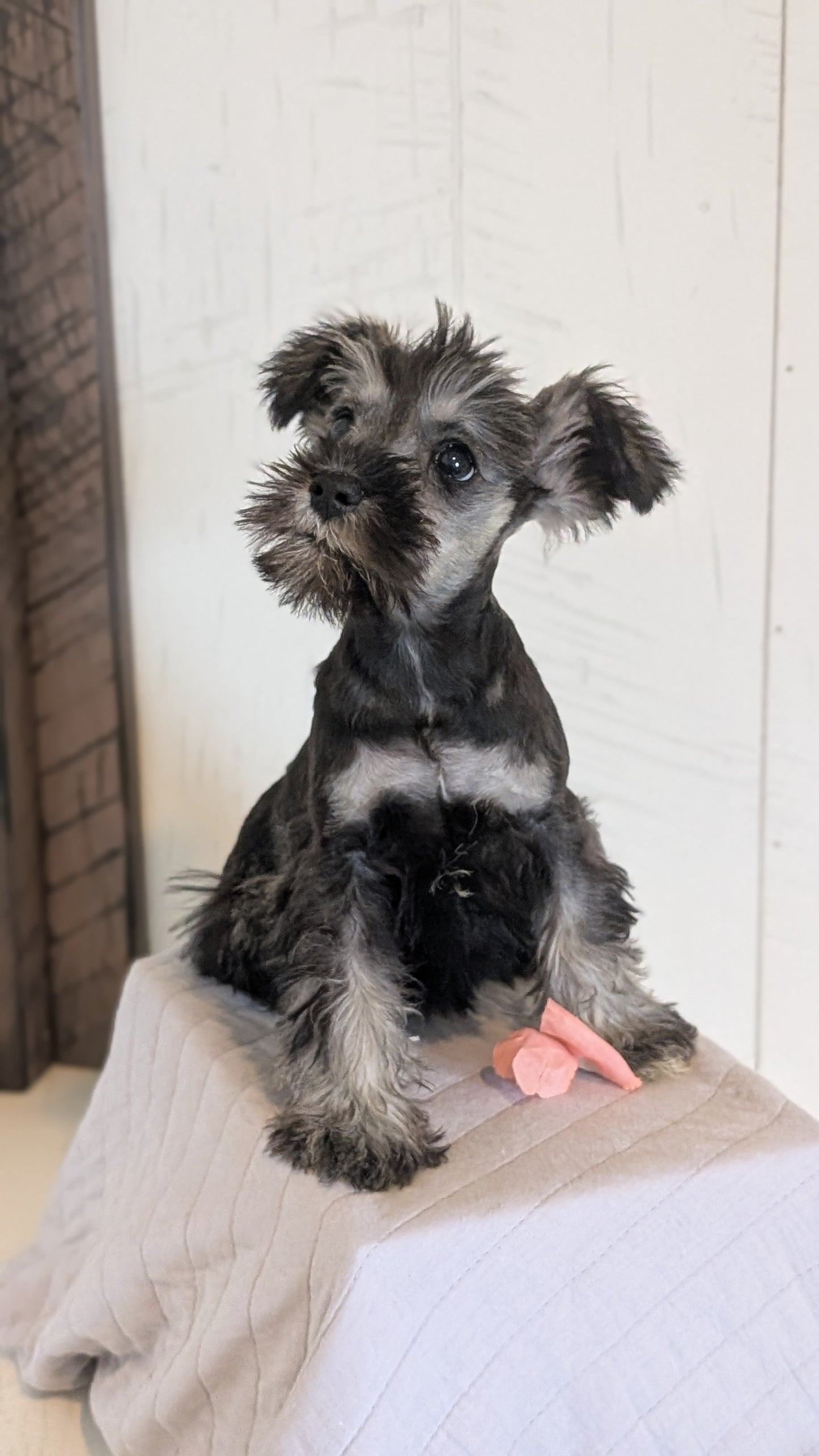 MINI SCHNAUZER (FEB 15) FEMALES