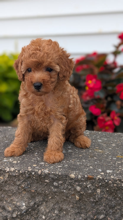 TOY POODLE (07/04) FEMALE