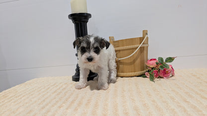 MINI SCHNAUZER (02/18) FEMALE