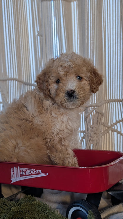 CAVAPOO (NOV 17) FEMALES