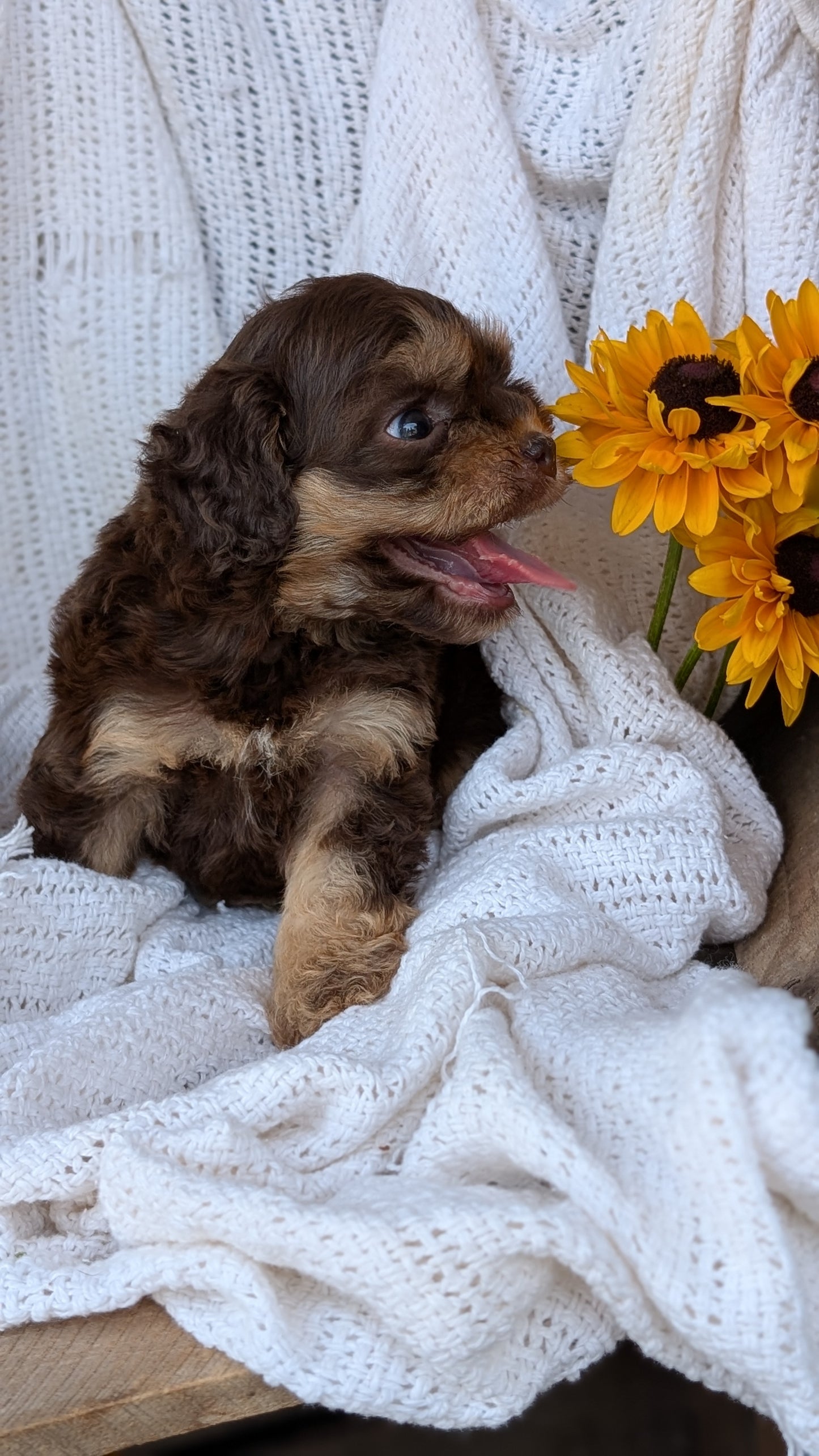 COCKAPOO (06/02) FEMALE