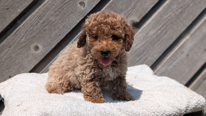 MINI POODLE (MAY 12) MALES