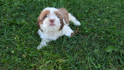 SHIH TZU (07/18) MALE