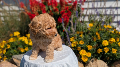 MINI GOLDENDOODLE (08/15) FEMALE