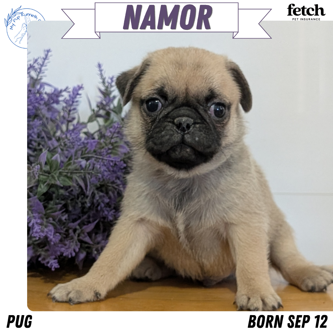 PUG (SEP 12) 4 MALES/1 FEMALE
