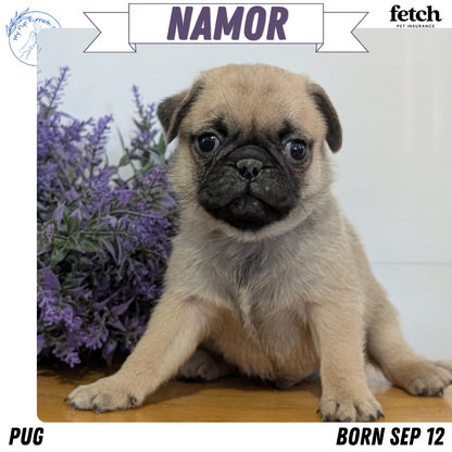 PUG (SEP 12) 4 MALES/1 FEMALE