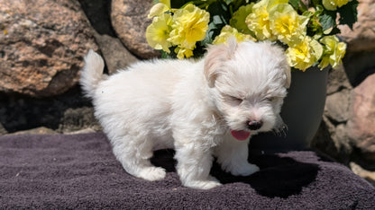 HAVANESE (MAY 14) MALES