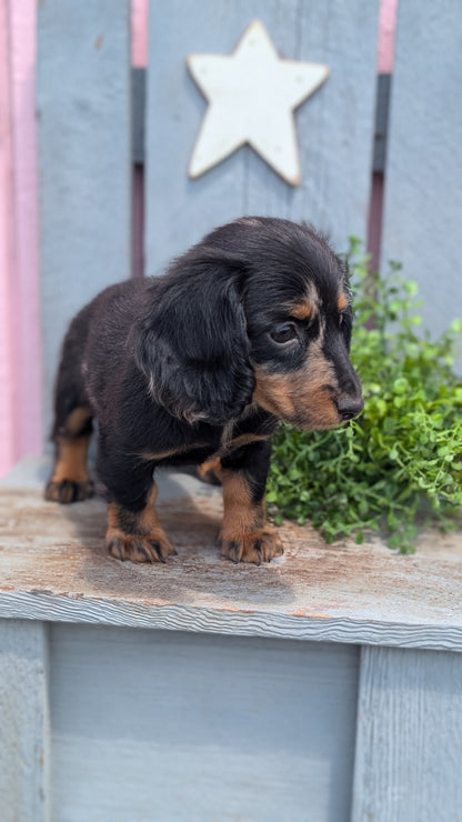 MINI DACHSHUND (APR 29) MALE