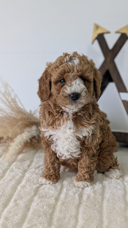 MINI GOLDENDOODLE (03/28) FEMALE