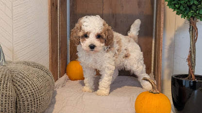 MINI POODLE (AUG 06) 5 FEMALES