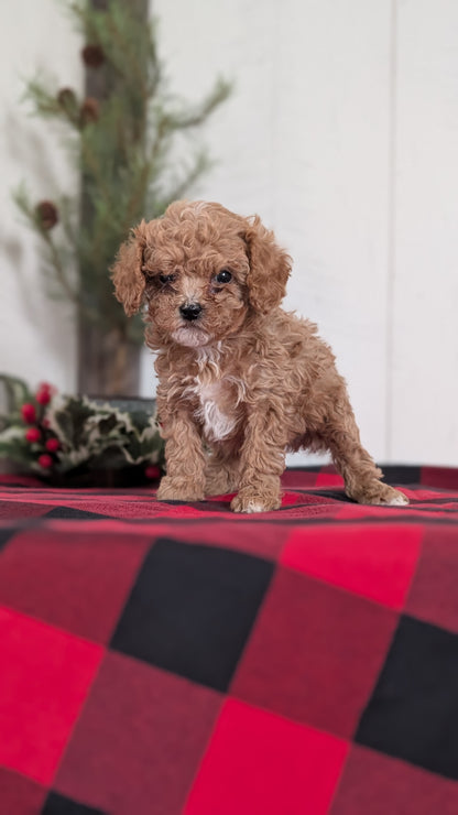 CAVAPOO (OCT 27) FEMALES