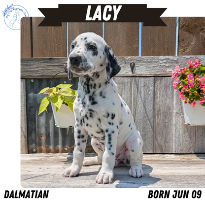 DALMATIAN (06/09) FEMALE