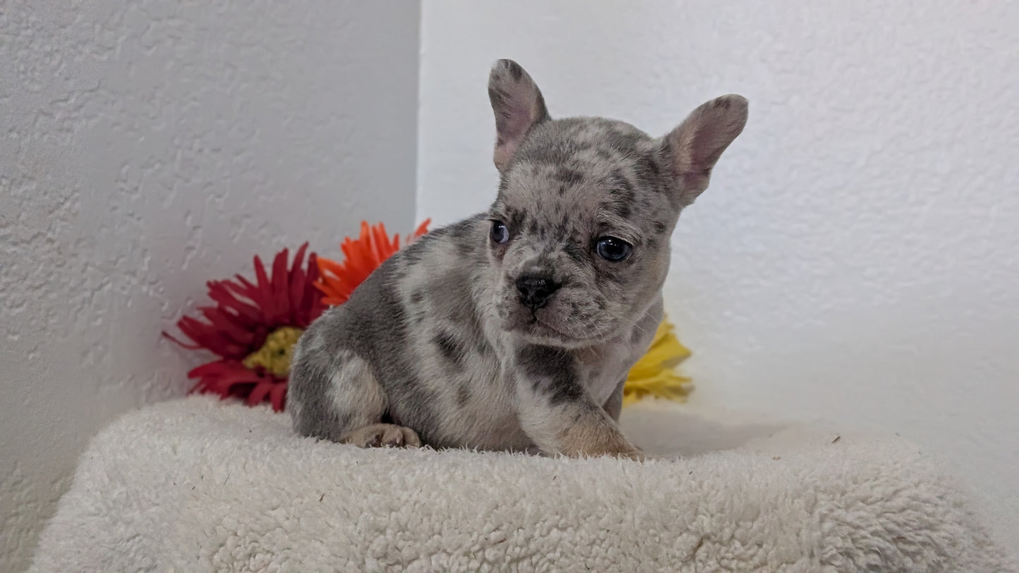 FRENCH BULLDOG (FEB 21) MALES