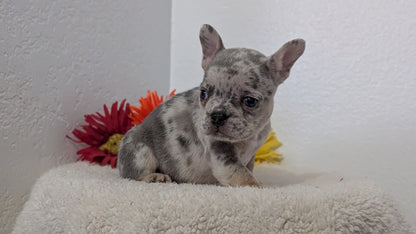 FRENCH BULLDOG (FEB 21) MALES