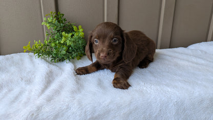 MINI DACHSHUND (02/21) MALE