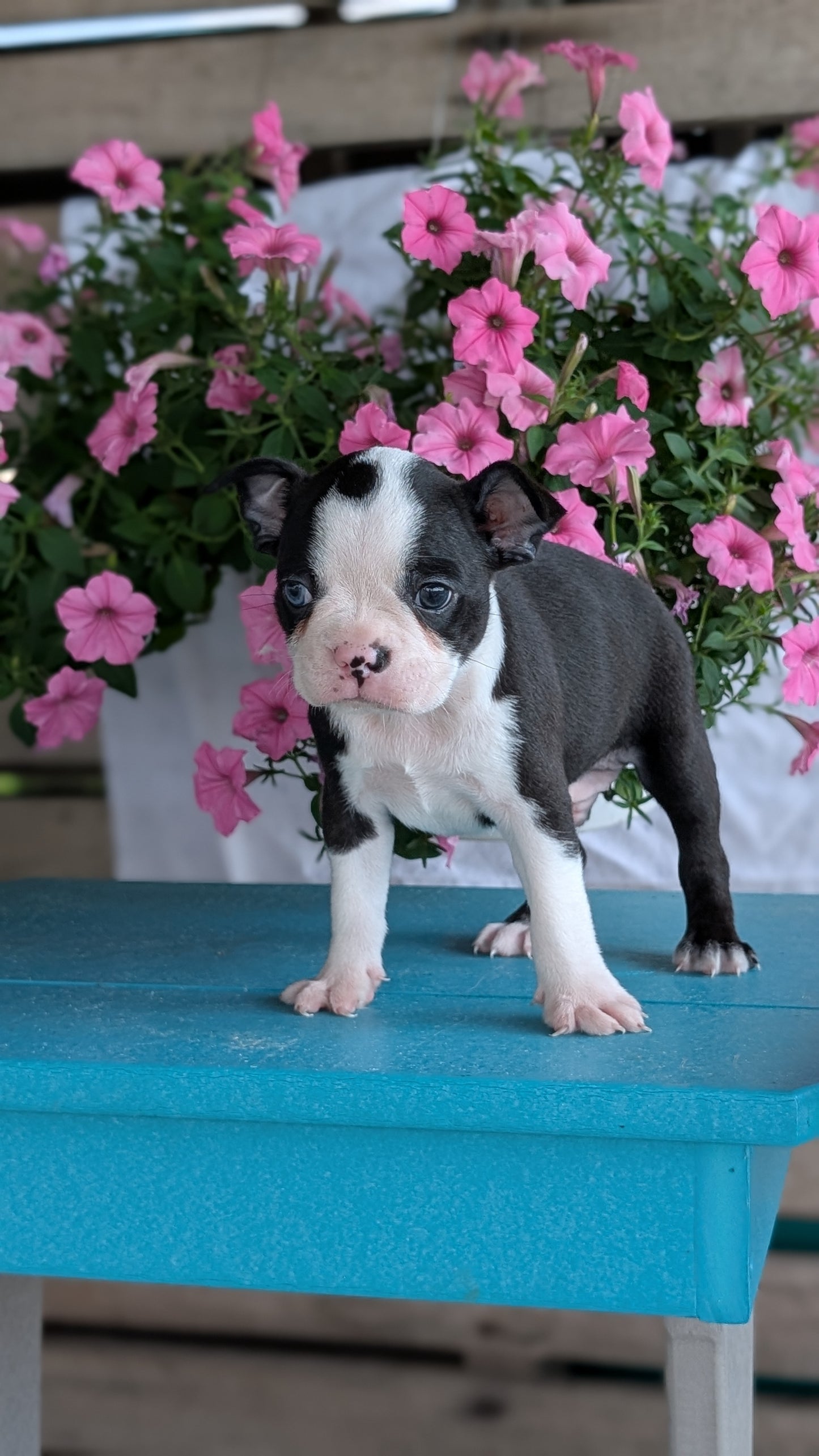 BOSTON TERRIER (06/29) MALE