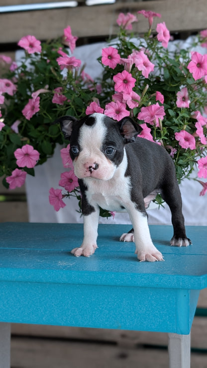 BOSTON TERRIER (06/29) MALE