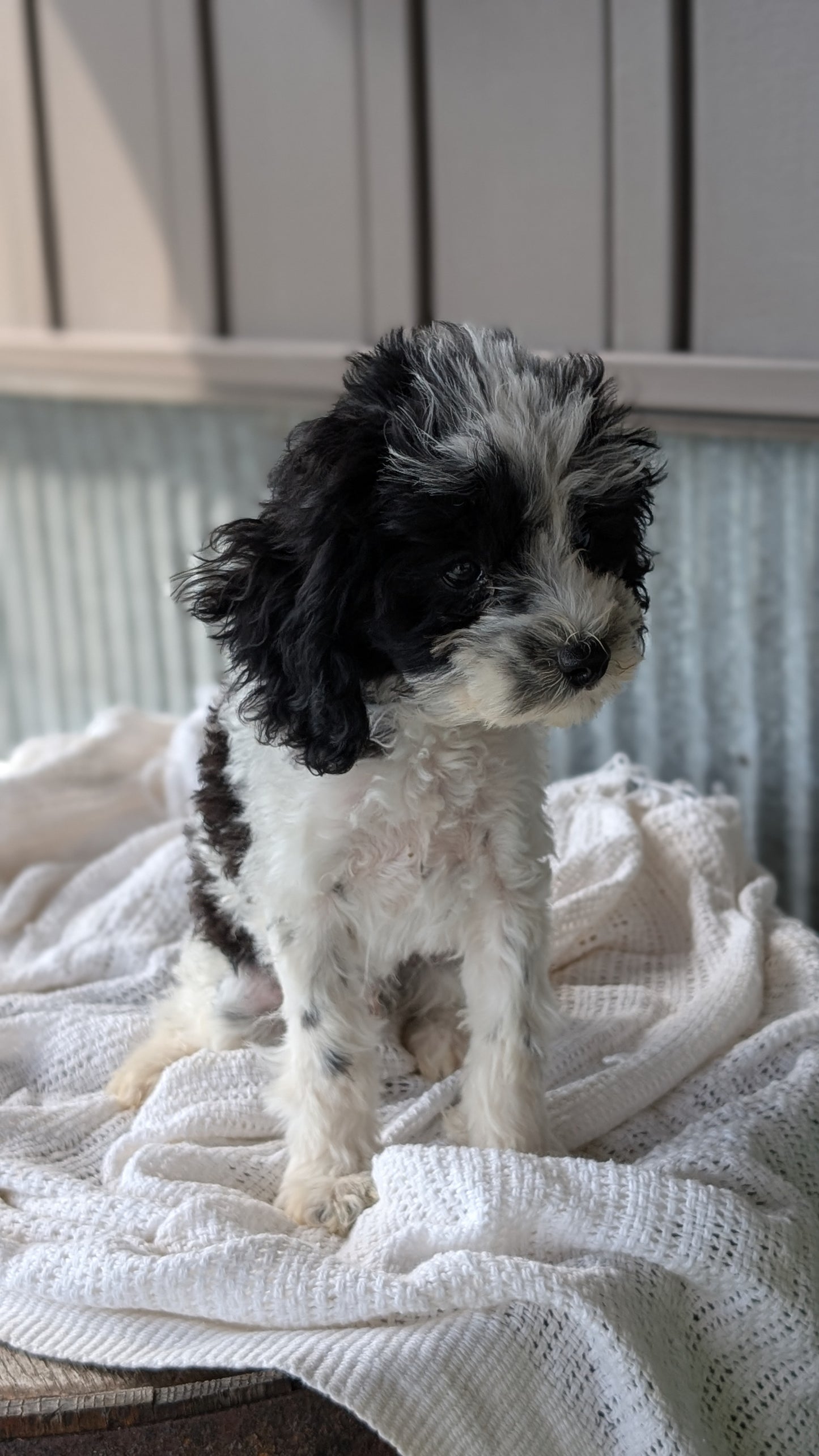 COCKAPOO (MAY 22) MALES