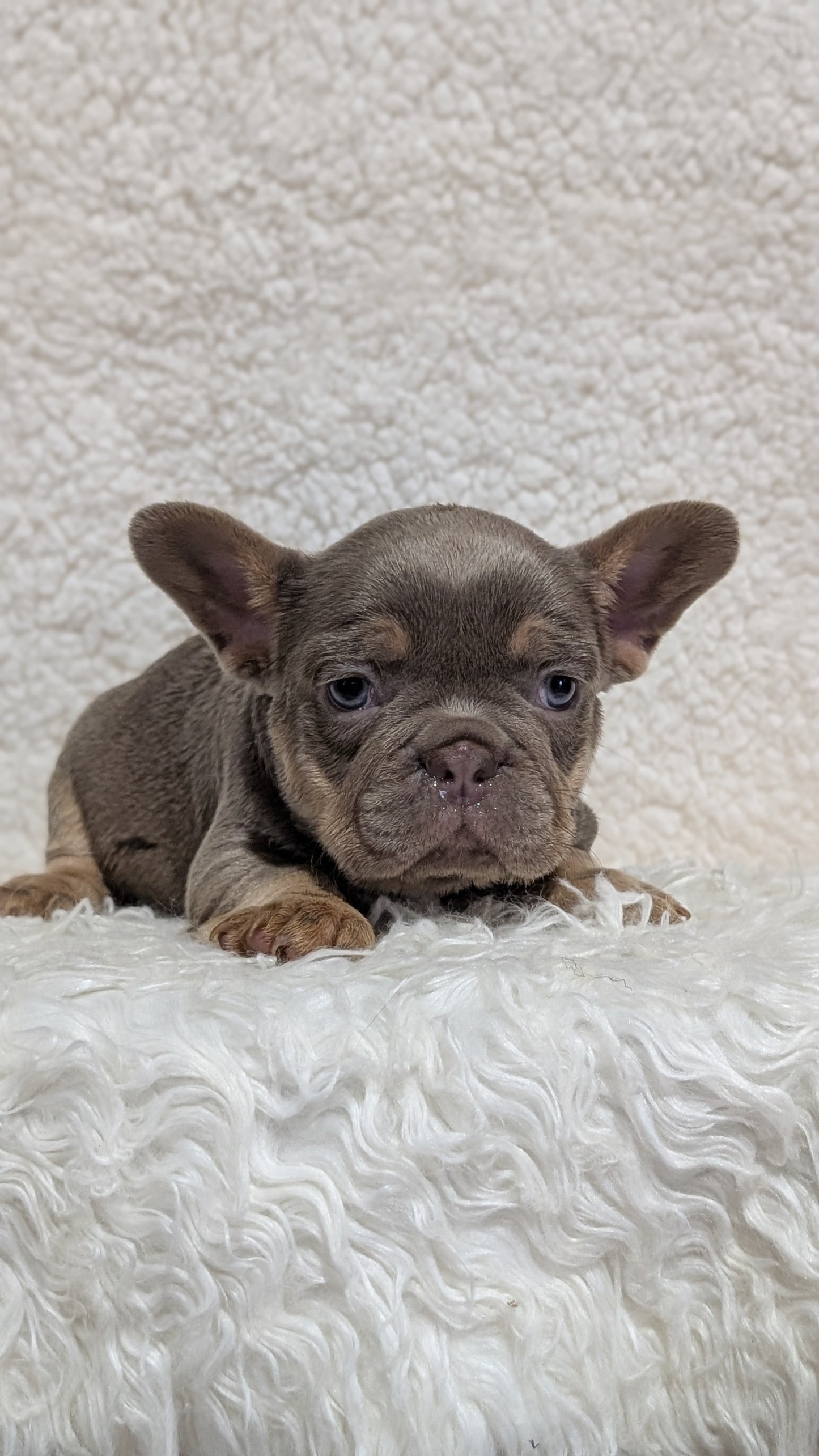 FRENCH BULLDOG (JUN 29) MALES