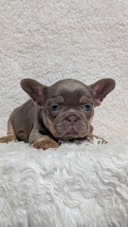 FRENCH BULLDOG (JUN 29) MALES