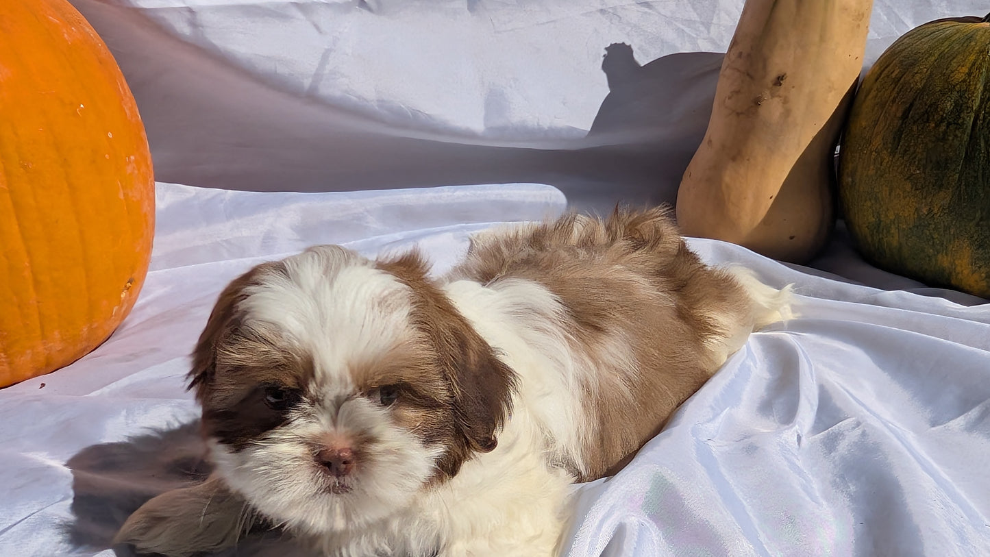 SHIH TZU (07/18) MALE