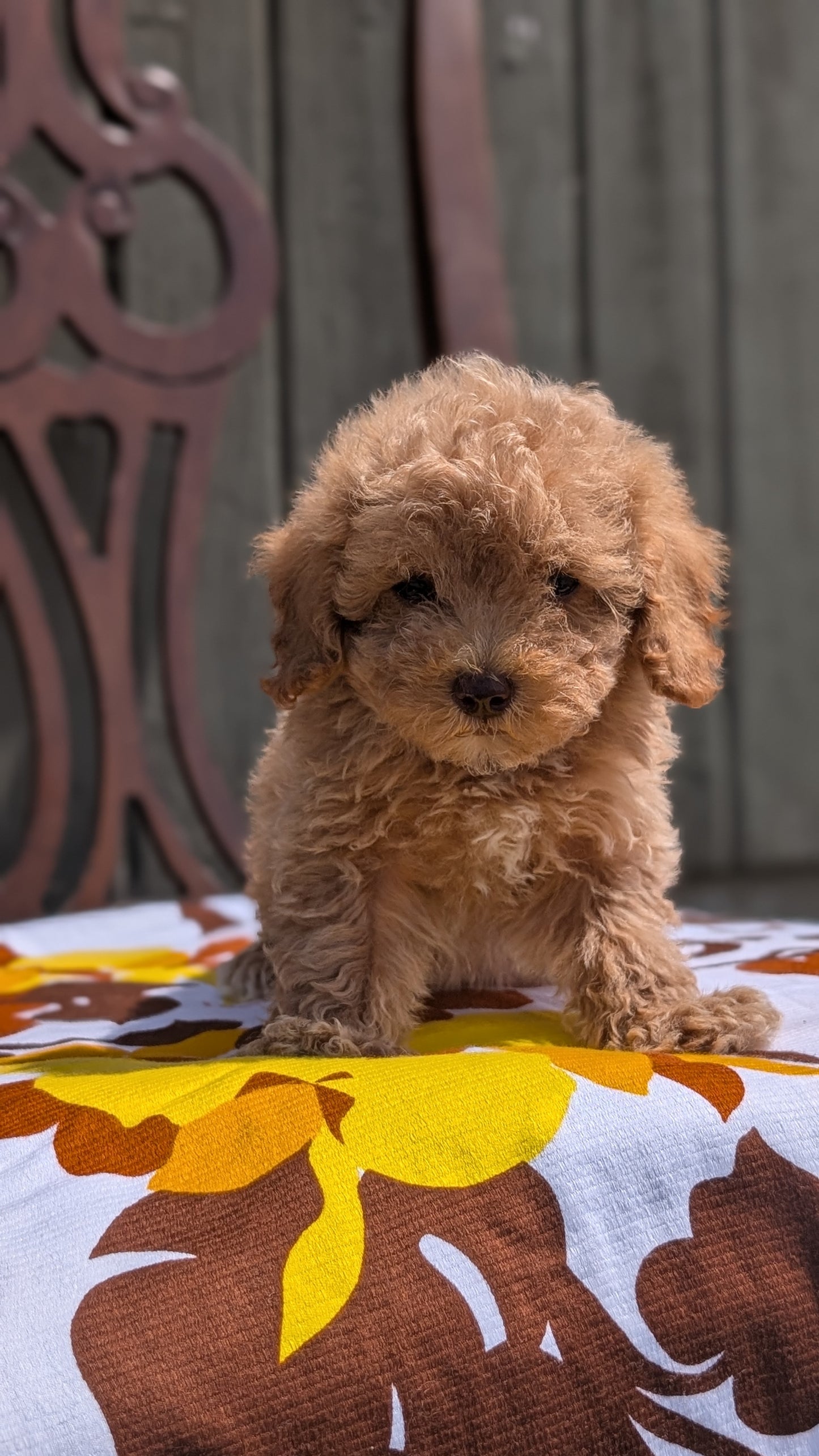MINI POODLE (JUN 21) 4 MALES