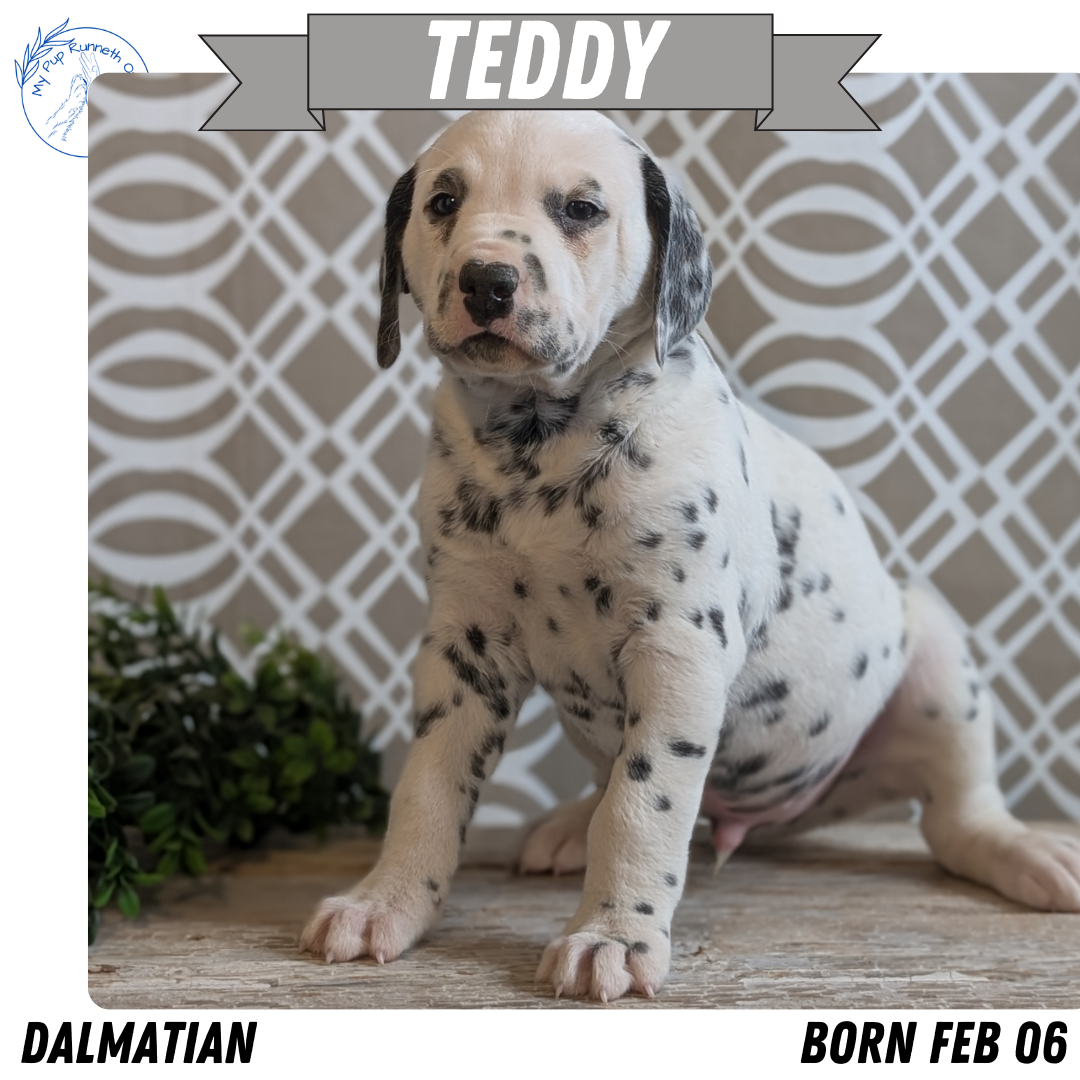 DALMATIAN (FEB 06) MALES